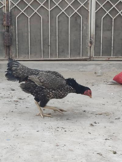 میانوالی اصیل