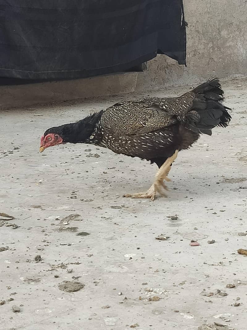 میانوالی اصیل 1