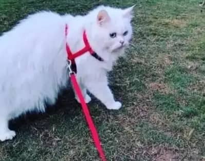 Percion cat for sale urgent