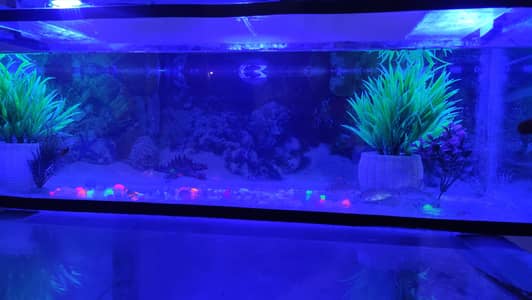 Aquarium for sale