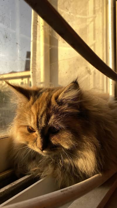 Triple Coat Golden Fluffy Female Cat Looking for Home