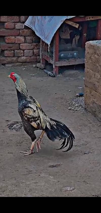 03441639826.03441639826.       03441639826