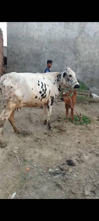 cow for sell