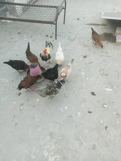 Golden Misri hens and cock for sale