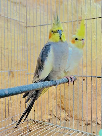 ( Cockatiel Pair For Sale )