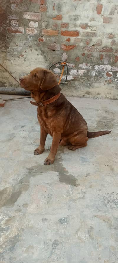 beautifuli family dog for sale. fully vacated.  chocolate color.