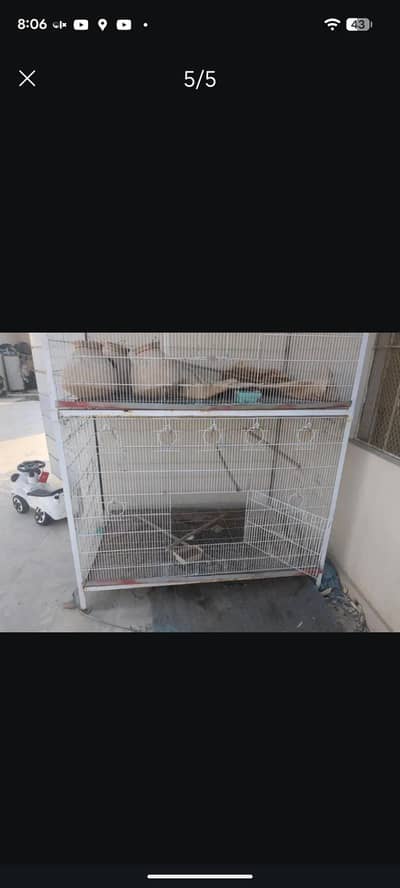 birds cage