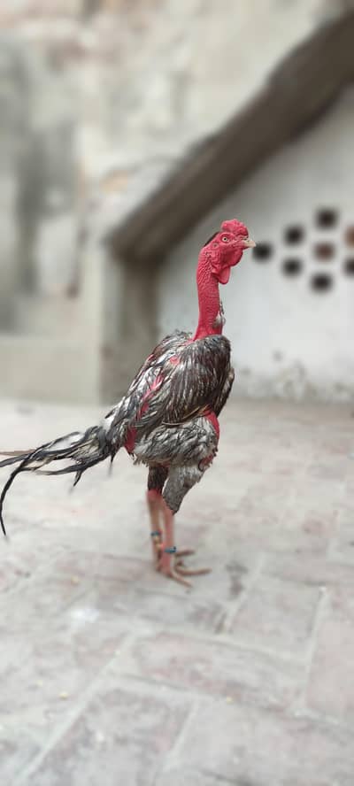 Thai black eyes and vit ganoi eggs available