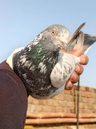 Golden male and teddy female pair for sale
