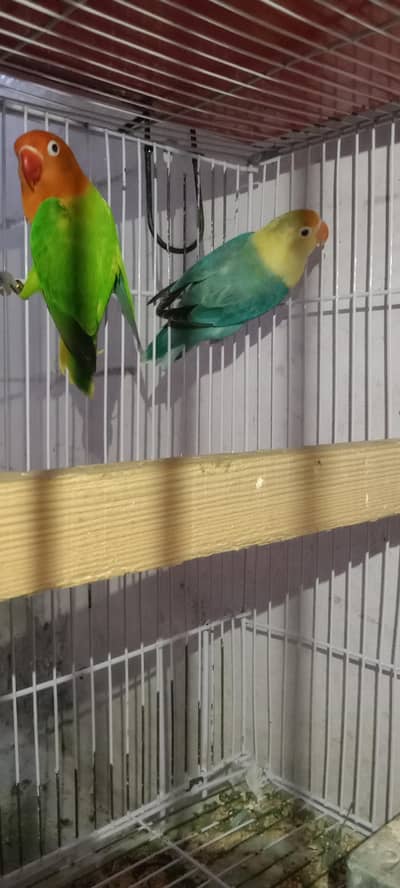 parblue opline female for sale 03094307276