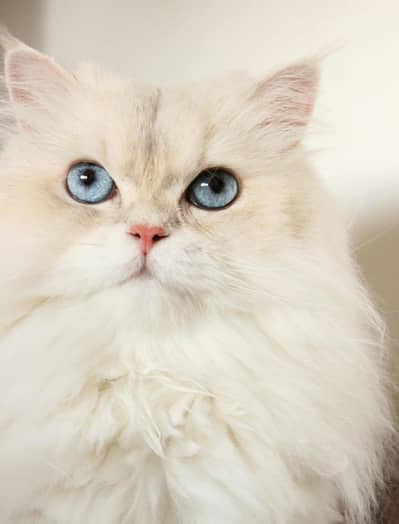 03461059697 what's up urgent sale full vaceen cat