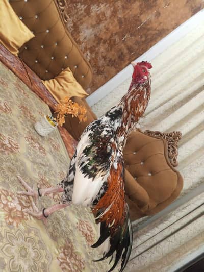 aseel mianwali cheena  exchange available