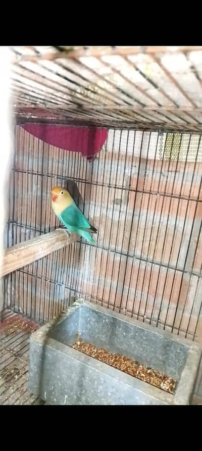 parblue opline female for sale 03094307276