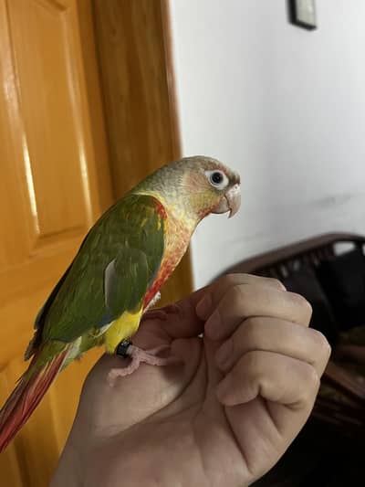 Handtamed Pineapple Conure Male