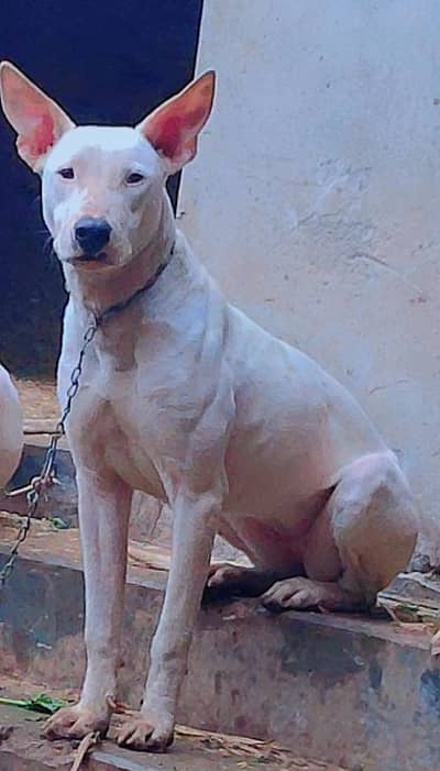 Bull Terrier