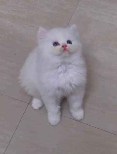 Persian baby cat 2 month age for sale