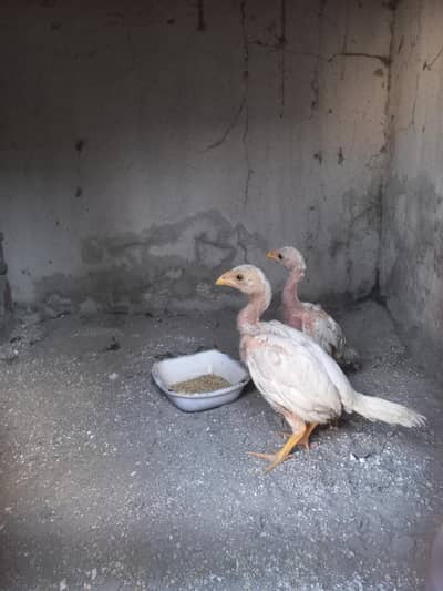 Aseel Heera chicks