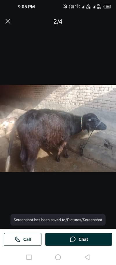 kattay