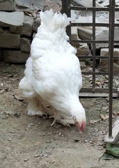 White heavy Cochin Male Chicks