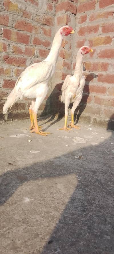 white German king  shammo