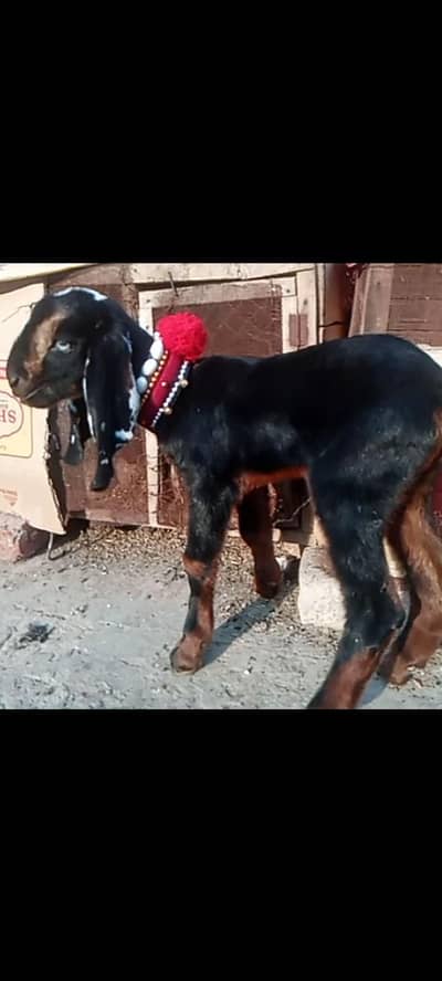 pure amrtsari betal male baby bareedr quality