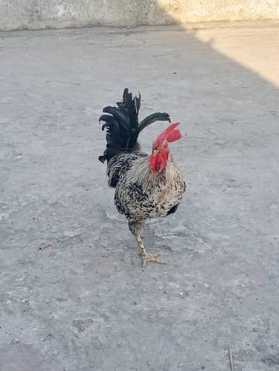 Golden Misri Breeder For Sale