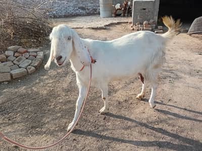 Ghaban Goat for sale
