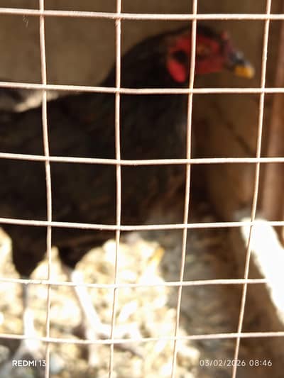 Desi hen for sale