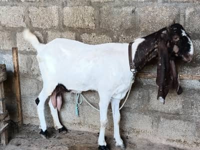 pateri bakri with kid