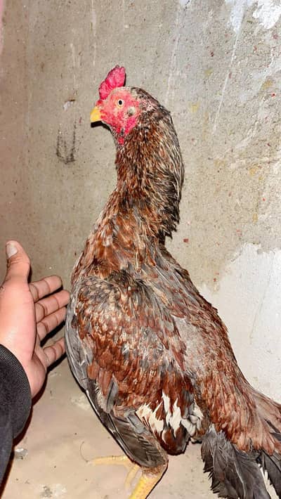 pure aseel mainwale patha