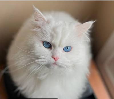 Blue eyes Young female For sale