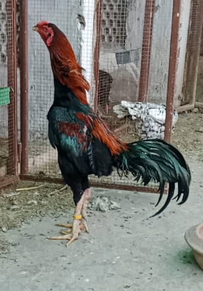 King size shamoo|Mianwali lakha |hight quality|Austrolop Heritage|thai