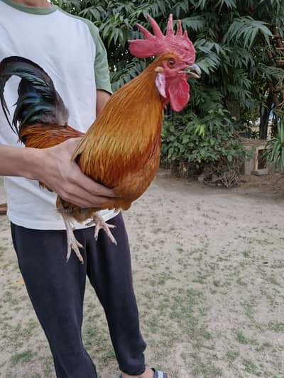 Desi hen