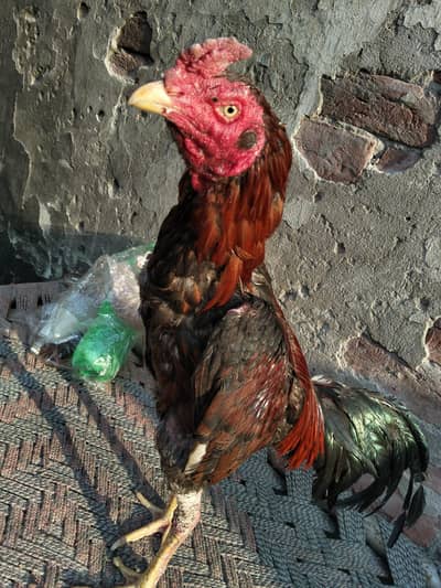 burmi pkoya bird  available  03204662945