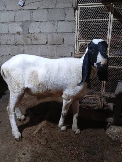 Arjant sale. jambo size