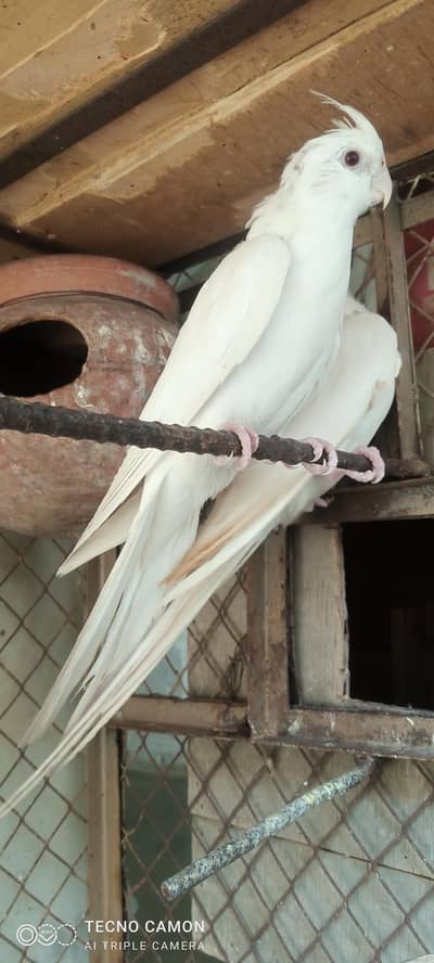 Eno whaite cockatel pair for sale