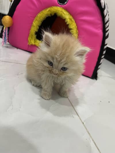 Persian kitten For Sale