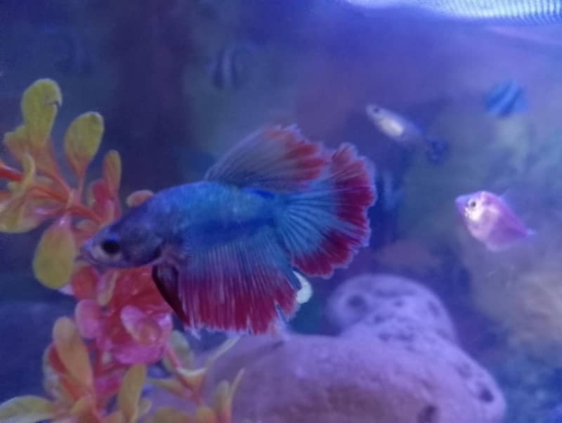 Half-moon Betta and guppy pair 0