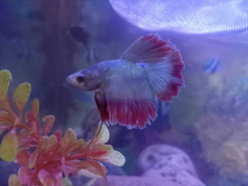 Half-moon Betta and guppy pair 1