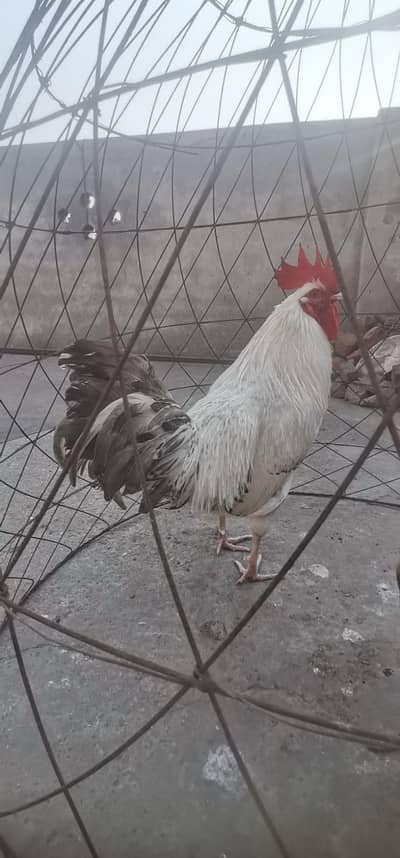 2 Rooster for sale
