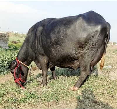 Buffalo/cow/bhans/neli ravi jhoti