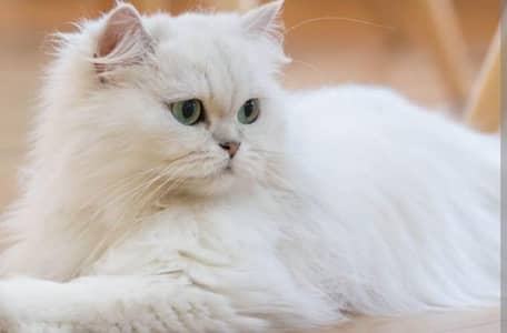 03461059697.  what's up.     urgent sale.  vaceen Howe hai