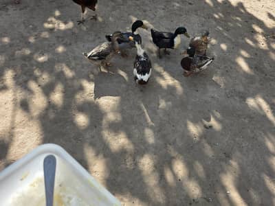 Ducks for sale