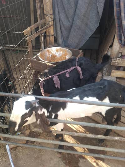 special goats with 4babbies