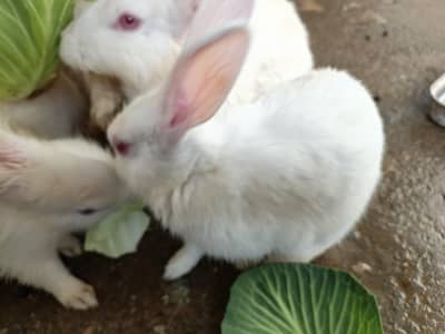 angora cross breeds Red eyes rabbit and baby