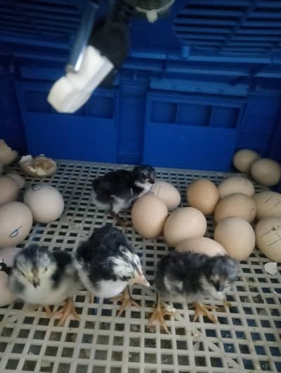 Pure Thai Aseel Chicks