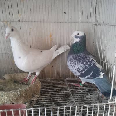 Dobaz Breeder pair for sale