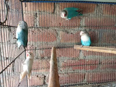 one pair for fisher and 2 baby's of ok fisher for sale