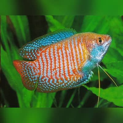 Honey gurami & dwarf gurami