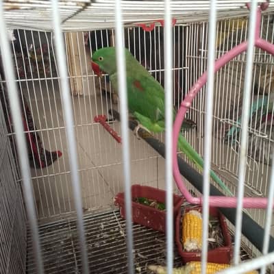 alexander raw parrot